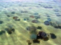 Blue jellyfishes in Black Sea Royalty Free Stock Photo