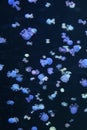 Blue jellyfishes floating Royalty Free Stock Photo