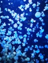 blue jellyfishes texture Royalty Free Stock Photo