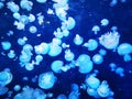 blue jellyfishes texture Royalty Free Stock Photo