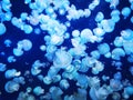 blue jellyfishes texture Royalty Free Stock Photo