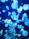 blue jellyfishes texture Royalty Free Stock Photo