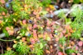 Blue juicy wild blueberry berries grow on a Bush in colorful vegetation and grass in green and red autumn in the tundra. Royalty Free Stock Photo