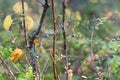 Blue juicy wild Northern blueberries grow in autumn on a Bush. Royalty Free Stock Photo