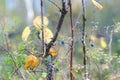 Blue juicy wild northern blueberry berries grow on a Bush in colorful vegetation with yellow leaves Royalty Free Stock Photo