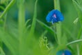 Blue jungle flower isolated in gress