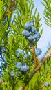 Blue juniper berries on a branch close up