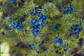 Blue Juniper berries on a tree Royalty Free Stock Photo