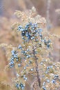 Blue juniper on bush