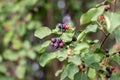 Blue Jurga berry on a tree branch. Berry harvest Royalty Free Stock Photo