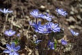 Blue Kidneywort Flowers Closeup