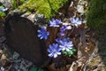 Blue Kidneywort Flowers
