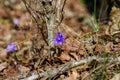 Blue kidneywort between old leaves