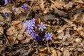 Blue kidneywort between old leaves