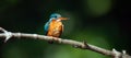 Blue Kingfisher bird Royalty Free Stock Photo