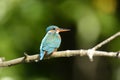 Blue Kingfisher bird Royalty Free Stock Photo