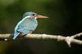 Blue Kingfisher bird Royalty Free Stock Photo