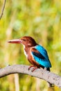 Blue Kingfisher bird with insect in beak Royalty Free Stock Photo