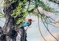 Blue Kingfisher bird, on a tree, beak right Royalty Free Stock Photo