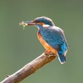 Blue Kingfisher with Food in Beak Royalty Free Stock Photo