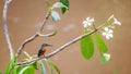 Blue kingfisher Orange breast standing on a branch with white flowers looking for fish in the river. But the water in the river Royalty Free Stock Photo