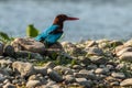 Blue kingfisher on a river in Chitwan National Park, Nepal