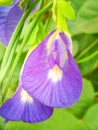 Blue Klitoria ternatea flower in nature garden in a sunny morning. Royalty Free Stock Photo