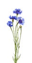 Blue knapweed flowers and bud in a small bouquet