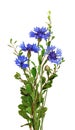 Blue knapweed flowers and green twigs in a small bouquet