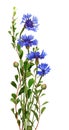 Blue knapweed flowers and green twigs in a small bouquet