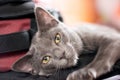 Blue Korat Kitten Royalty Free Stock Photo