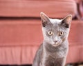 Blue Korat Kitten Royalty Free Stock Photo