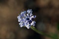 Blue-lace flower, Trachymene coerulea Royalty Free Stock Photo