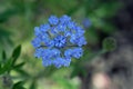 Blue-lace flower, Trachymene coerulea Royalty Free Stock Photo