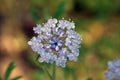 Blue-lace flower, Trachymene coerulea Royalty Free Stock Photo