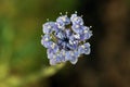 Blue-lace flower, Trachymene coerulea Royalty Free Stock Photo
