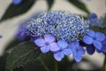 Blue lacecap hydrangea flower