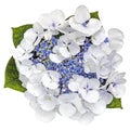 Blue Lacecap Hydrangea Flower Top View Isolated on White