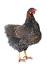 Blue laced wyandotte