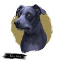 Blue Lacy, Lacy Cur dog, Lacy Hog Dog, state dog of Texas digital art illustration isolated on white background. American origin