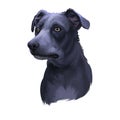 Blue Lacy, Lacy Cur dog, Lacy Hog Dog, state dog of Texas digital art illustration isolated on white background. American origin