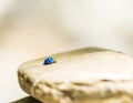 Blue lady bug Royalty Free Stock Photo