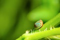 Blue Ladybug with orange stripe Royalty Free Stock Photo