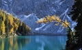 Blue lake with golden larch tree in autumn