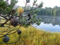 Blue lake in the green forest