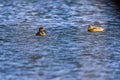 Blue lake with two ducks on the surface. A gadwall and a female mallard. Royalty Free Stock Photo