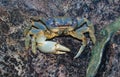 Blue Land Crab Cardisoma Guanhumi Royalty Free Stock Photo