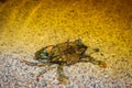 Blue land crab (Cardisoma guanhumi) in Cahuita National Park (Costa Rica) Royalty Free Stock Photo