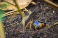 Blue land crab (Cardisoma guanhumi) in Cahuita National Park (Costa Rica)