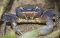 Blue Land Crab Royalty Free Stock Photo